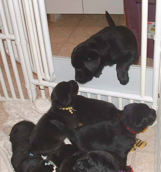 Allie puppies03