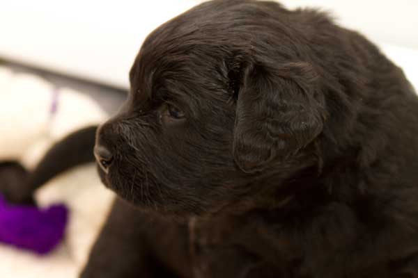 Red-boy 3 weeks Red-boy 3 weeks