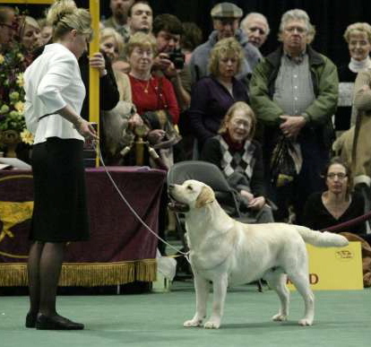 Trouble at Westminster