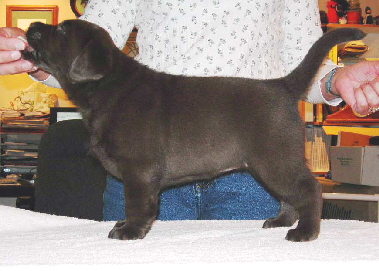Chocgirl5weeks